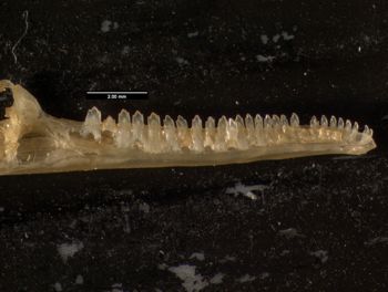 Media type: image;   Herpetology R-132042